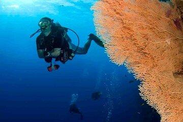 Beginner Scuba Diving Two Dive Spots, Lunch & Transfers :Hurghada