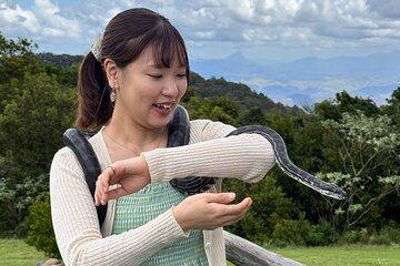 Lamington Day Tour O’Reilly’s Treetop, Wildlife and Wine Tasting