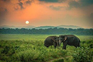 Minneriya National Park Elephant Safari from Sigiriya