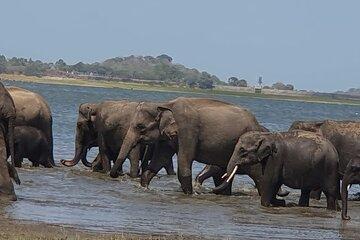 Minneriya National Park Half Day Private Jeep Safari