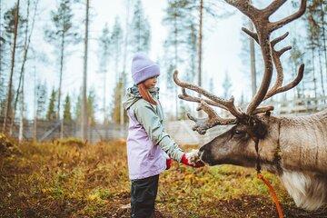 Walk with Reindeer in Rovaniemi
