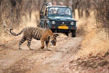 6 Days - Delhi, Agra, Ranthambore and Jaipur Private Guided Tour