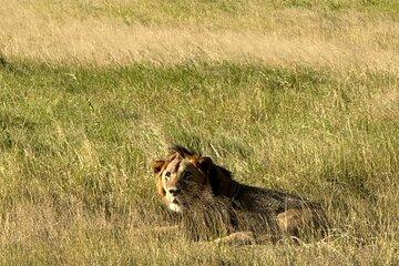 Nairobi National Park Safari Tour with Professional Guide