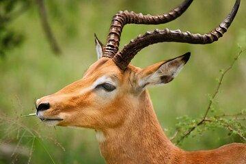Day Trip Safari in Ngorongoro crater