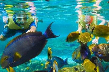 Roatan Reefs and Marine Life Snorkeling Tour