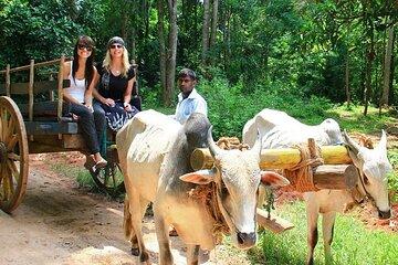 All Day Wildlife Tour with Village Life Experience