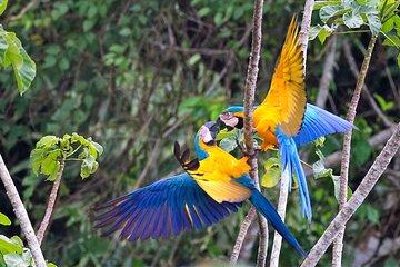 4 Day Amazon Adventure with Macaw Clay Lick