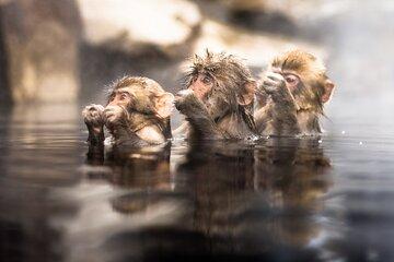 Nagano's Famous Snow Monkeys & Hidden Gems Private Tour
