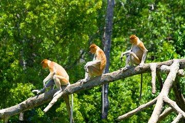 Kota Kinabalu Klias River Cruise with Dinner and Fireflies Tour