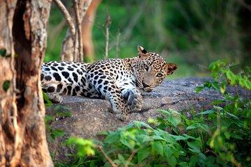 Simply Sri Lanka 8 Day Culturals and Scenic Adventure