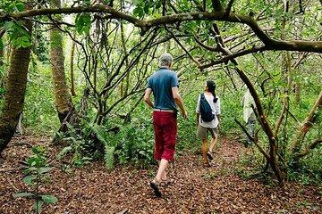 Zanzibar Full-Day Tour Jozani Forest and Swahili Cooking Class