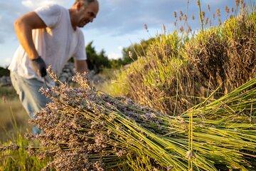 Hvar Lavender Tour - Lavender Fields and Honey Tasting
