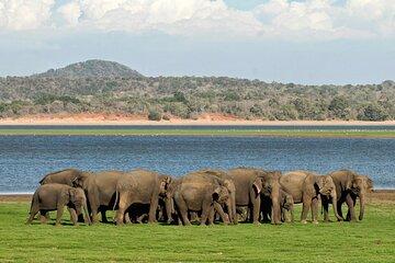 Kaudulla Half Day Safari Tour [Morning /Evening] All Included