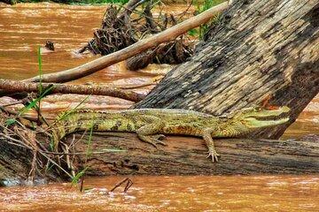 5 Day Amazon Expedition Tambopata Reserve and Lake Sandoval