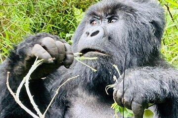 10 Day Best of Rwanda Safari: Gorillas, Chimps and Game Drives