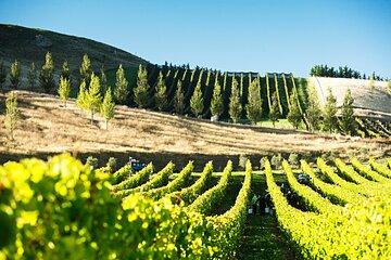 Lyttelton Shore Excursion: Waipara Valley Wine Tour with Lunch