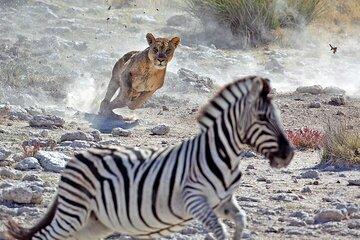 4 Days Midrange Safari Tarangire Serengeti and Ngorongoro