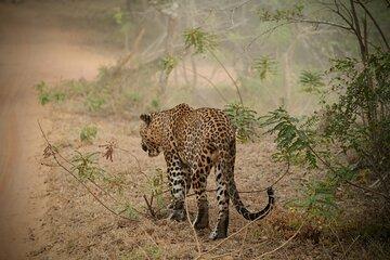 Private Multi Day Sri Lanka Tour with Chauffeur