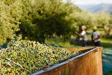 Private olive oil tasting tour and Tour in Corinth
