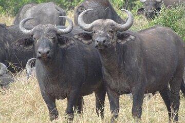 3 Days and 2 Nights Maasai Mara Safari Tour
