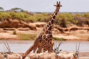 3 Day Olpejeta Conservancy and Samburu Reserve Big 5 Safari