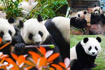 Chengdu Giant Panda: Panda Base or Shenshuping (optional)