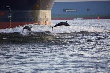 Charleston Dolphin Cruise Scenic Harbor Adventure