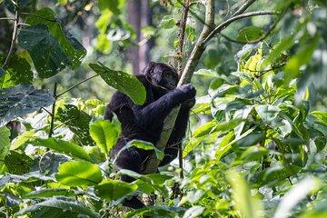 Gorilla Trekking Adventure Uganda Day Trip from Kigali