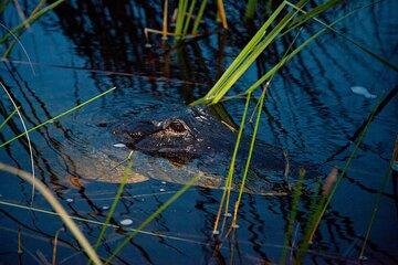 From Miami: Everglades Airboat and Alligators Night Tour