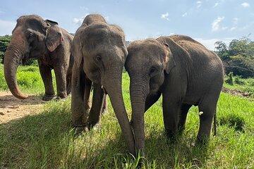 Chiangmai Half Day Visit and Wildlife Experience