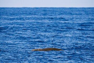 Cetacean sighting in the Cantabrian Sea from Laredo