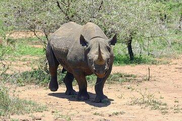 Thrilling Stanley and Livingstone Big 5 Safari With Refreshments