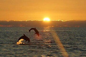 Brijuni Dolphin and Sunset Boat Tour from Pula