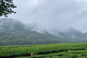Hangzhou Tea Culture Tour