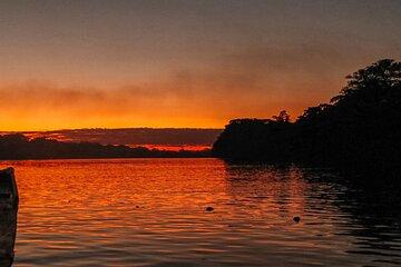 Amazon Jungle Sunrise with Parrots and Macaws