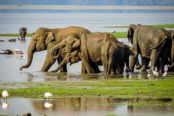 Minneriya Elephant Safari with Driver and Guide