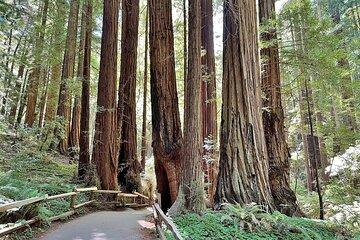 San Francisco, Redwoods & Sausalito: A Scenic Small-Group Escape