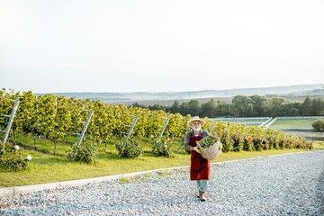 A Journey Through Bubbles Champagne Discovery
