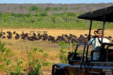 Zambezi National Park Game Drive Unspoiled Wilderness & Wildlife