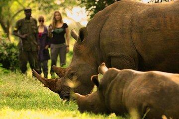 7 hour Experience in Ziwa Rhino Sanctuary