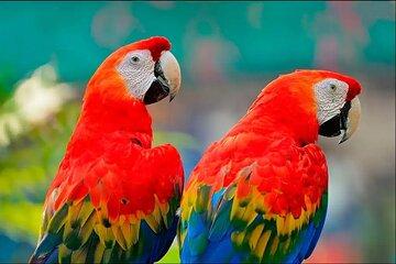 Chunchos Macaw Clay Lick