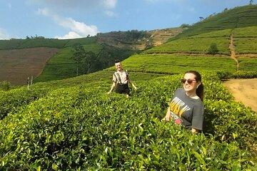 Kandy to Nuwara Eliya Private Day Tour : Tea Gardens & Waterfalls