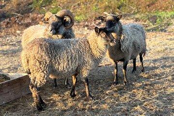 Meet Arctic Farm Animals: A Genuine Northern Experience