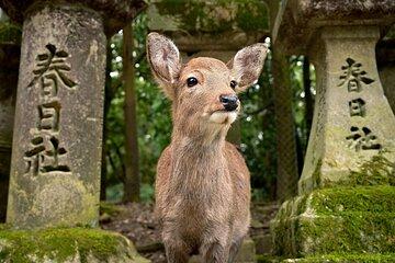 First Time Nara Tour UNESCO Sites with Lunch and Deer Feed