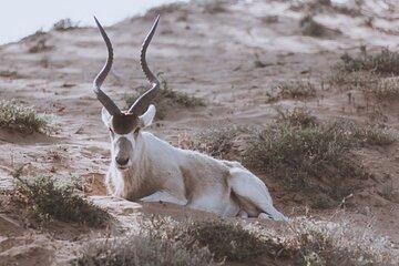 Agadir Souss Massa National Park Half Day Trip