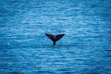 Full Day Wine and Whales Tour in Hermanus and Hemel en Aarde