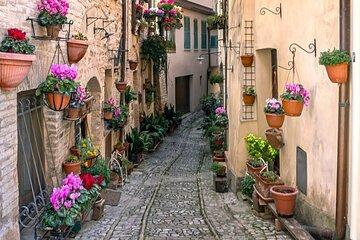 Assisi Day Trip with Olive Oil Tasting and Guide