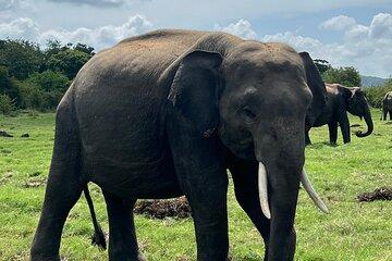 Private Jeep Safari at Minneriya National Park