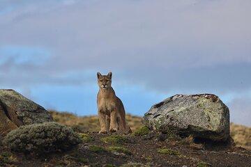 The Puma Route 3 Days in Torres del Paine