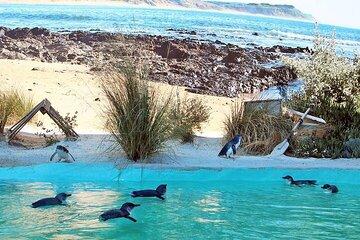 Melbourne Private Penguins Tour wildlife Wine Tour